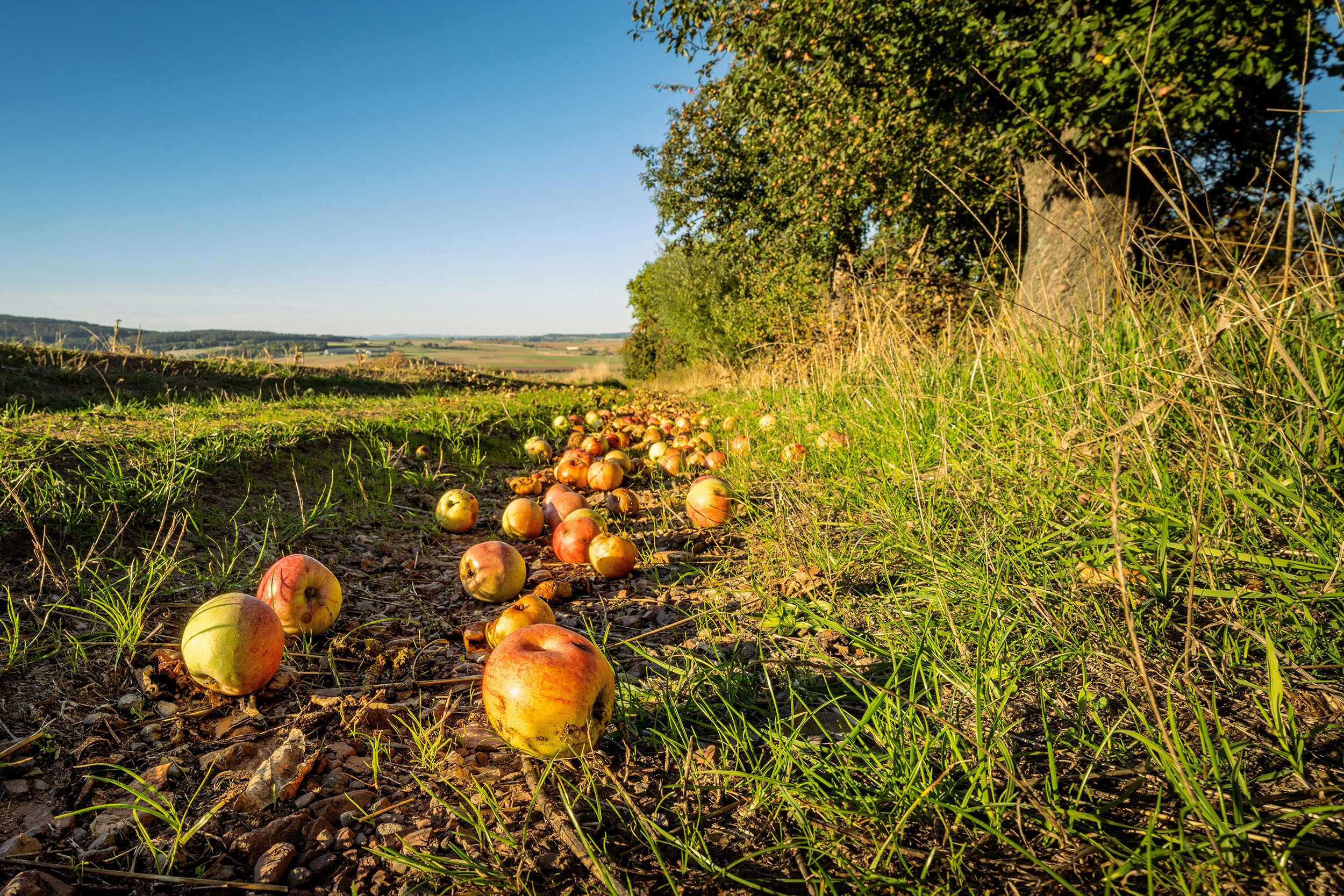 pomegranates on the ground with green trees and blue sky in the background